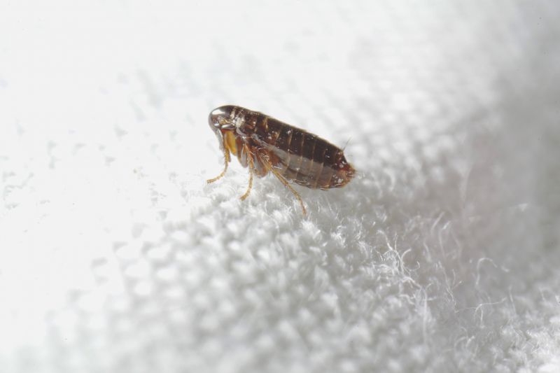 Flea Control Service