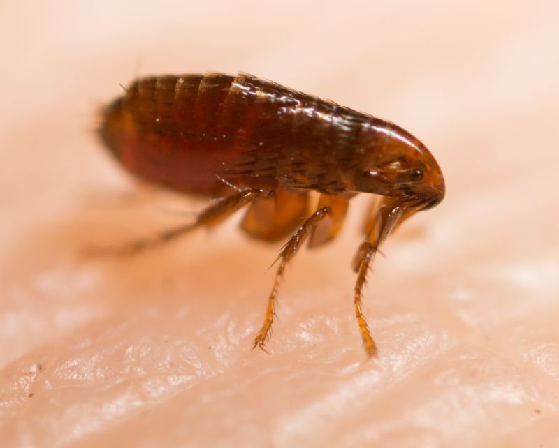Flea Control Service Cost — Cost of Flea Control Service