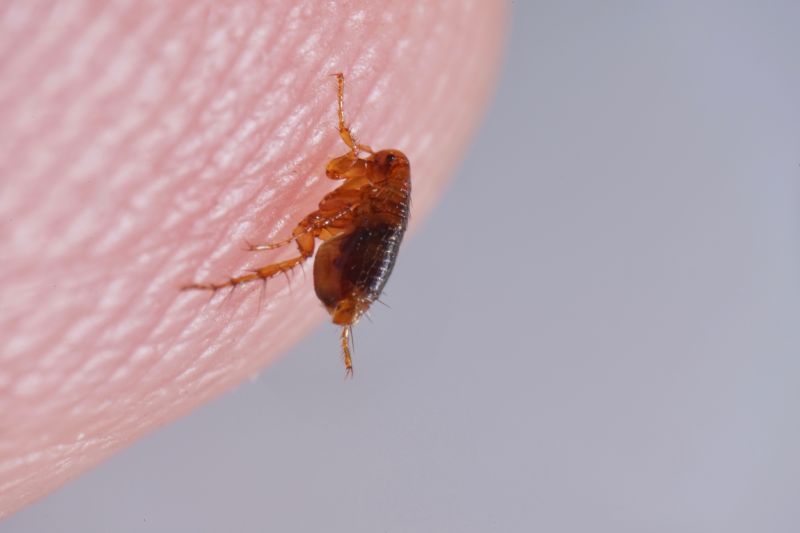 Flea Control Service Cost — Cost of Flea Control Service