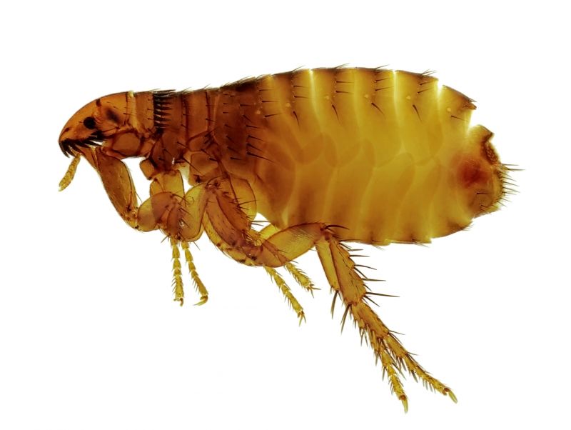 Preventative Flea Measures