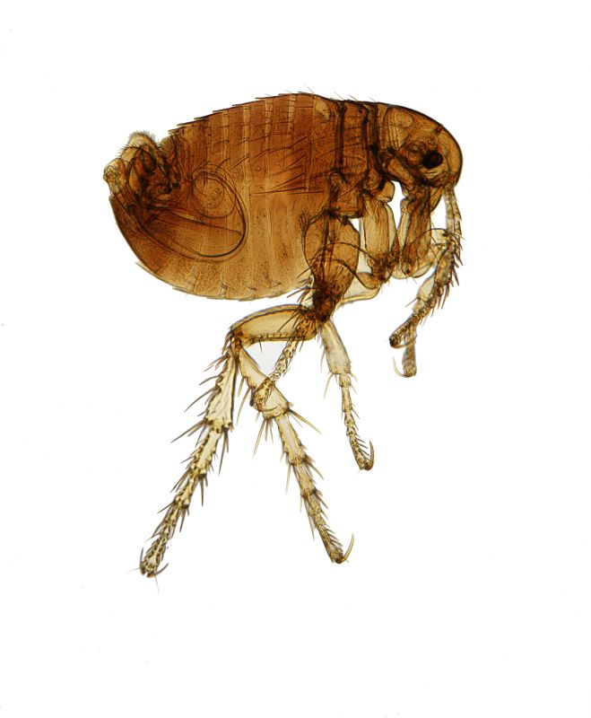 Flea Control Service