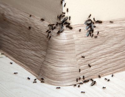 Velvet Ant Extermination in Frisco, TX
