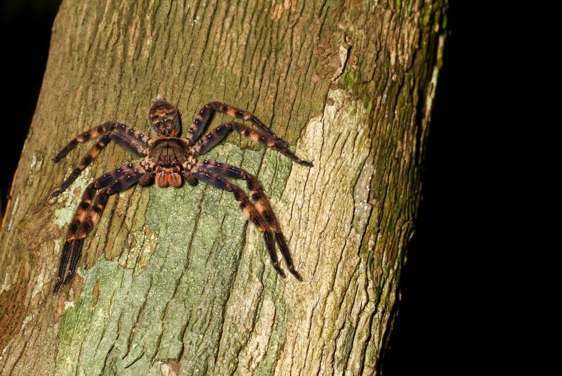 Hobo Spider Extermination in Frisco, TX